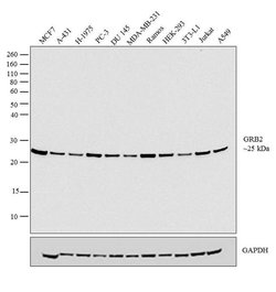 Invitrogen GRB2 Polyclonal Antibody 100 &mu;L; Unconjugated:Antibodies,