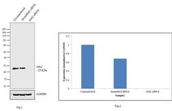 Invitrogen GRB2 Polyclonal Antibody 100 &mu;L; Unconjugated:Antibodies,