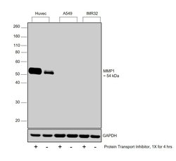 Invitrogen MMP1 Polyclonal Antibody 100 &mu;L; Unconjugated:Antibodies,