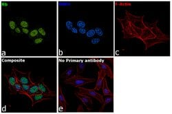 Invitrogen Rb Polyclonal Antibody 100 &mu;L; Unconjugated:Antibodies, Polyclonal