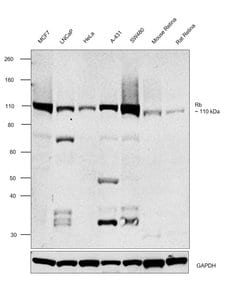 Invitrogen Rb Polyclonal Antibody 100 &mu;L; Unconjugated:Antibodies, Polyclonal