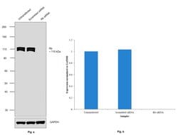 Invitrogen Rb Polyclonal Antibody 100 &mu;L; Unconjugated:Antibodies, Polyclonal