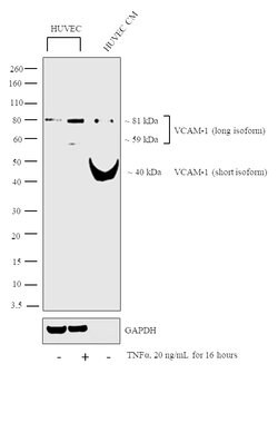 Invitrogen VCAM-1 Polyclonal Antibody 100 &mu;L; Unconjugated:Antibodies,