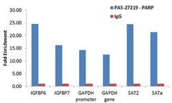 Invitrogen PARP1 Polyclonal Antibody 100 &mu;L; Unconjugated:Antibodies,