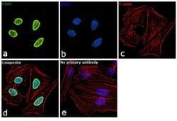 Invitrogen PARP1 Polyclonal Antibody 100 &mu;L; Unconjugated:Antibodies,