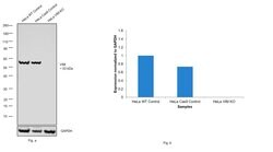 Invitrogen Vimentin Polyclonal Antibody 100 &mu;L; Unconjugated:Antibodies,