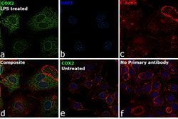 Invitrogen COX2 Polyclonal Antibody 100 &mu;L; Unconjugated:Antibodies,