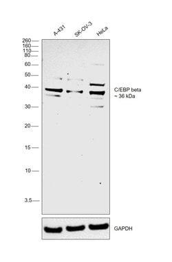 Invitrogen C/EBP beta Polyclonal Antibody 100 &mu;L; Unconjugated:Antibodies,
