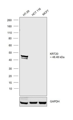 Invitrogen Cytokeratin 20 Polyclonal Antibody 100 &mu;L; Unconjugated:Antibodies,