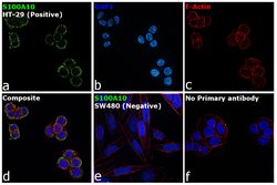Invitrogen S100A10 Polyclonal Antibody 100 &mu;L; Unconjugated:Antibodies,