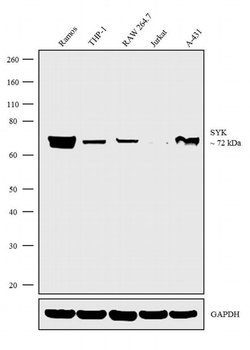 Invitrogen Syk Polyclonal Antibody 100 &mu;L; Unconjugated:Anticuerpos
