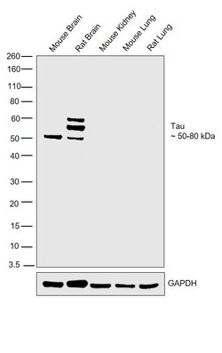 Invitrogen Tau Polyclonal Antibody 100 &mu;L | Buy Online | Invitrogen&trade; | Fisher Scientific