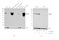 Invitrogen Transferrin Polyclonal Antibody 100 &mu;L; Unconjugated:Antibodies,