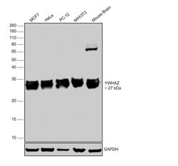 Invitrogen 14-3-3 zeta Polyclonal Antibody 100 &mu;L; Unconjugated:Antibodies,