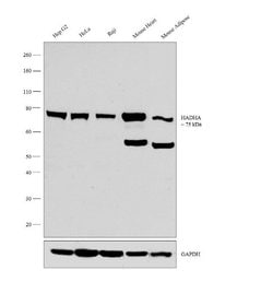 Invitrogen HADHA Polyclonal Antibody 100 &mu;L; Unconjugated:Antibodies,