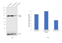 Invitrogen HADHA Polyclonal Antibody 100 &mu;L; Unconjugated:Antibodies,