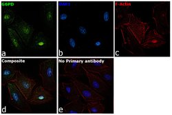 Invitrogen G6PD Polyclonal Antibody 100 &mu;L; Unconjugated:Antibodies,