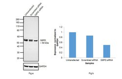 Invitrogen G6PD Polyclonal Antibody 100 &mu;L; Unconjugated:Antibodies,