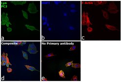 Invitrogen Lyn Polyclonal Antibody 100 &mu;L; Unconjugated:Antibodies,