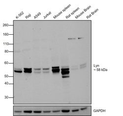 Invitrogen Lyn Polyclonal Antibody 100 &mu;L; Unconjugated:Antibodies,