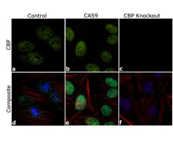 Invitrogen CBP Polyclonal Antibody 100 &mu;L; Unconjugated:Antibodies,