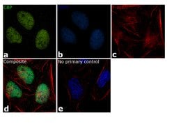 Invitrogen CBP Polyclonal Antibody 100 &mu;L; Unconjugated:Antibodies,