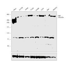 Invitrogen CBP Polyclonal Antibody 100 &mu;L; Unconjugated:Antibodies,
