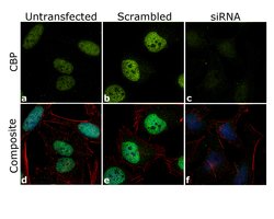 Invitrogen CBP Polyclonal Antibody 100 &mu;L; Unconjugated:Antibodies,