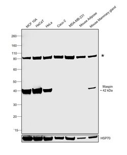 Invitrogen Maspin Polyclonal Antibody 100 &mu;L; Unconjugated:Antibodies,