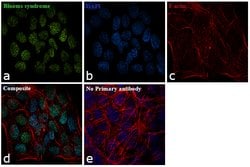 Invitrogen&trade;&nbsp;Blooms Syndrome Polyclonal Antibody
