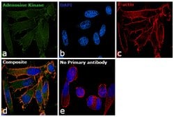 Invitrogen™ Adenosine Kinase Polyclonal Antibody