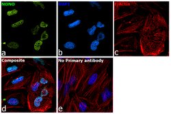 Invitrogen NONO Polyclonal Antibody 100 &mu;L | Buy Online | Invitrogen&trade; | Fisher Scientific