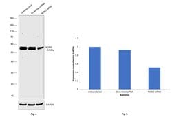 Invitrogen NONO Polyclonal Antibody 100 &mu;L | Buy Online | Invitrogen&trade; | Fisher Scientific