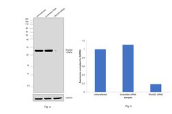 Invitrogen RhoGDI Polyclonal Antibody 100 &mu;L; Unconjugated:Antibodies,