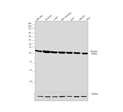 Invitrogen RhoGDI Polyclonal Antibody 100 &mu;L; Unconjugated:Antibodies,