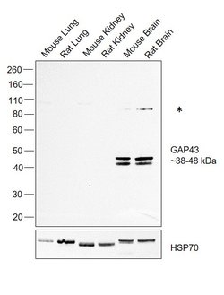 Invitrogen GAP43 Polyclonal Antibody 100 &mu;L; Unconjugated:Antibodies,