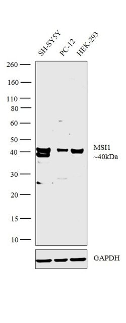 Invitrogen MSI1 Polyclonal Antibody 100 &mu;L | Buy Online | Invitrogen&trade; | Fisher Scientific