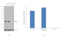 Invitrogen MSI1 Polyclonal Antibody 100 &mu;L | Buy Online | Invitrogen&trade; | Fisher Scientific