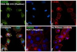 Invitrogen Galectin 1 Polyclonal Antibody 100 &mu;L; Unconjugated:Antibodies,