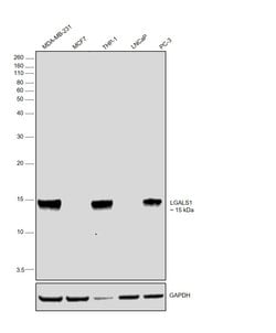 Invitrogen Galectin 1 Polyclonal Antibody 100 &mu;L; Unconjugated:Antibodies,