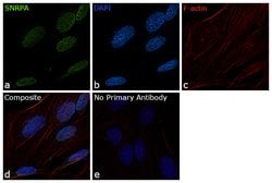 Invitrogen SNRPA Polyclonal Antibody 100 &mu;L | Buy Online | Invitrogen&trade; | Fisher Scientific