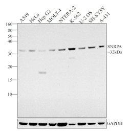 Invitrogen SNRPA Polyclonal Antibody 100 &mu;L | Buy Online | Invitrogen&trade; | Fisher Scientific