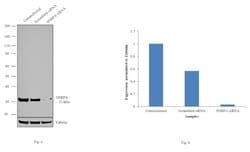 Invitrogen SNRPA Polyclonal Antibody 100 &mu;L | Buy Online | Invitrogen&trade; | Fisher Scientific