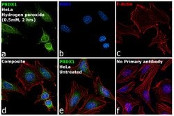 Invitrogen PRDX1 Polyclonal Antibody 100 &mu;L; Unconjugated:Antibodies,