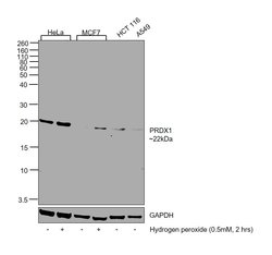 Invitrogen PRDX1 Polyclonal Antibody 100 &mu;L; Unconjugated:Antibodies,