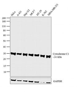 Cytochrome C1 Polyclonal Antibody:Antibodies, Polyclonal