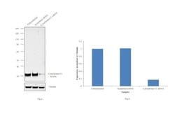 Cytochrome C1 Polyclonal Antibody:Antibodies, Polyclonal