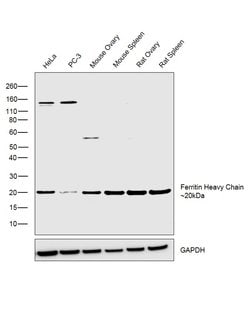 Invitrogen Ferritin Heavy Chain Polyclonal Antibody 100 &mu;L; Unconjugated:Antibodies,