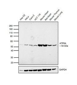 ATP5A1 Polyclonal Antibody:Antibodies, Polyclonal