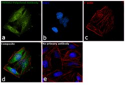 Invitrogen IMPDH2 Polyclonal Antibody 100 &mu;L; Unconjugated:Antibodies,